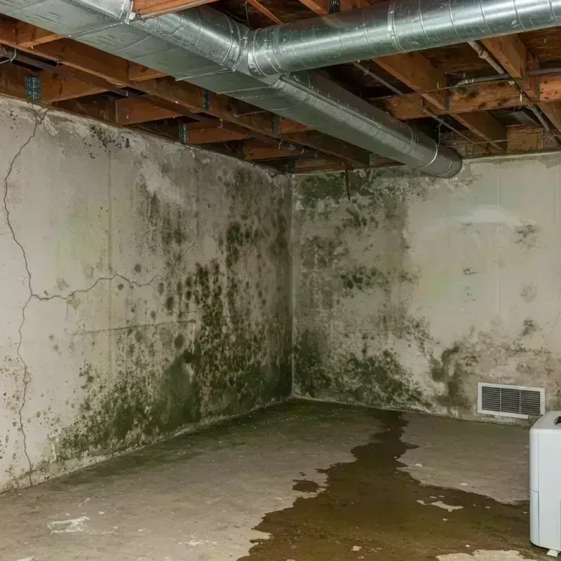 Professional Mold Removal in Southlake, TX